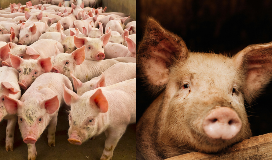 China cancels 12,000 metric tons of US pork shipments